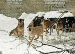 Облправительство утвердило порядок обращения с бездомными животными