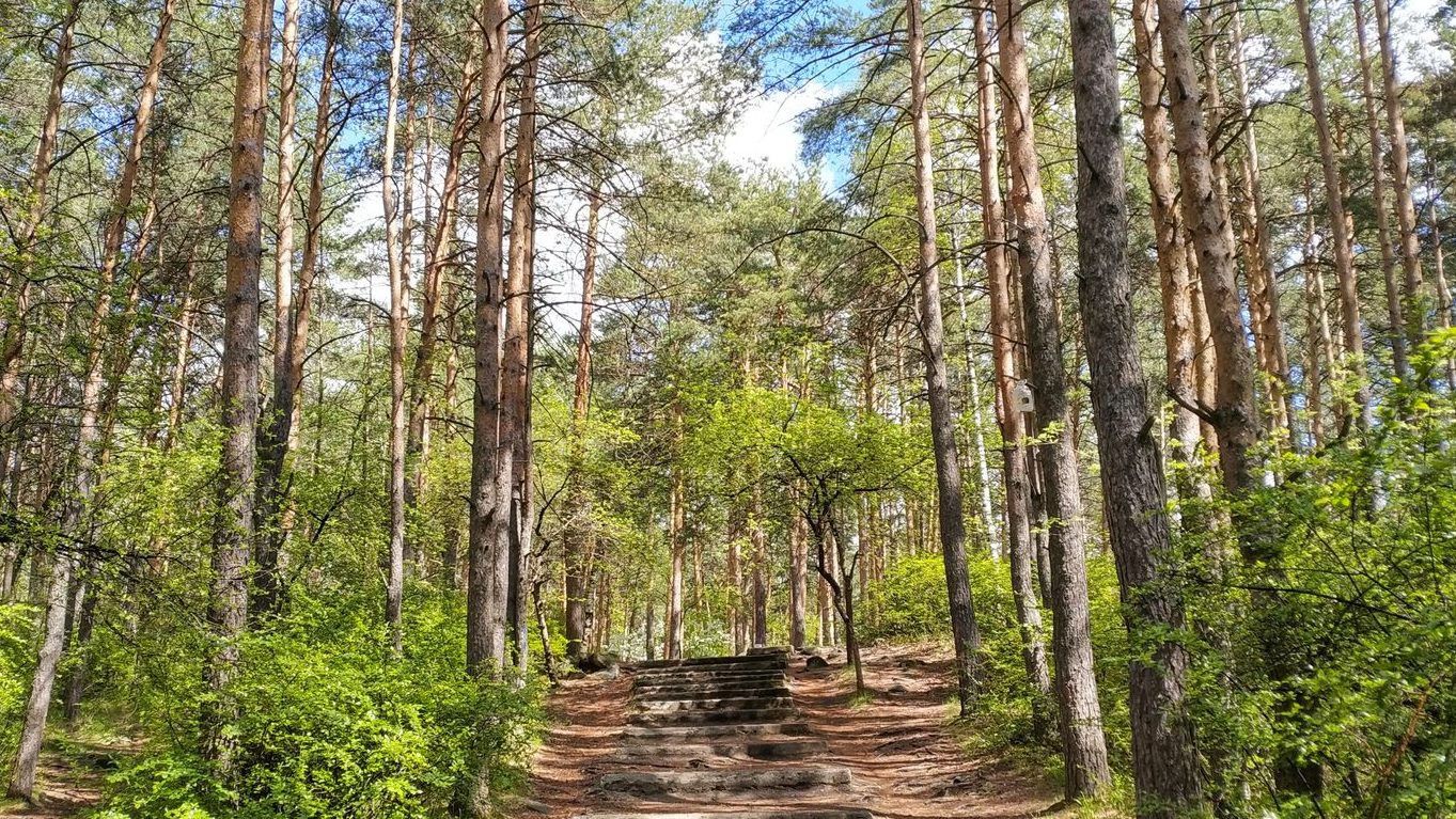 Шарташский лесопарк откроют для посетителей