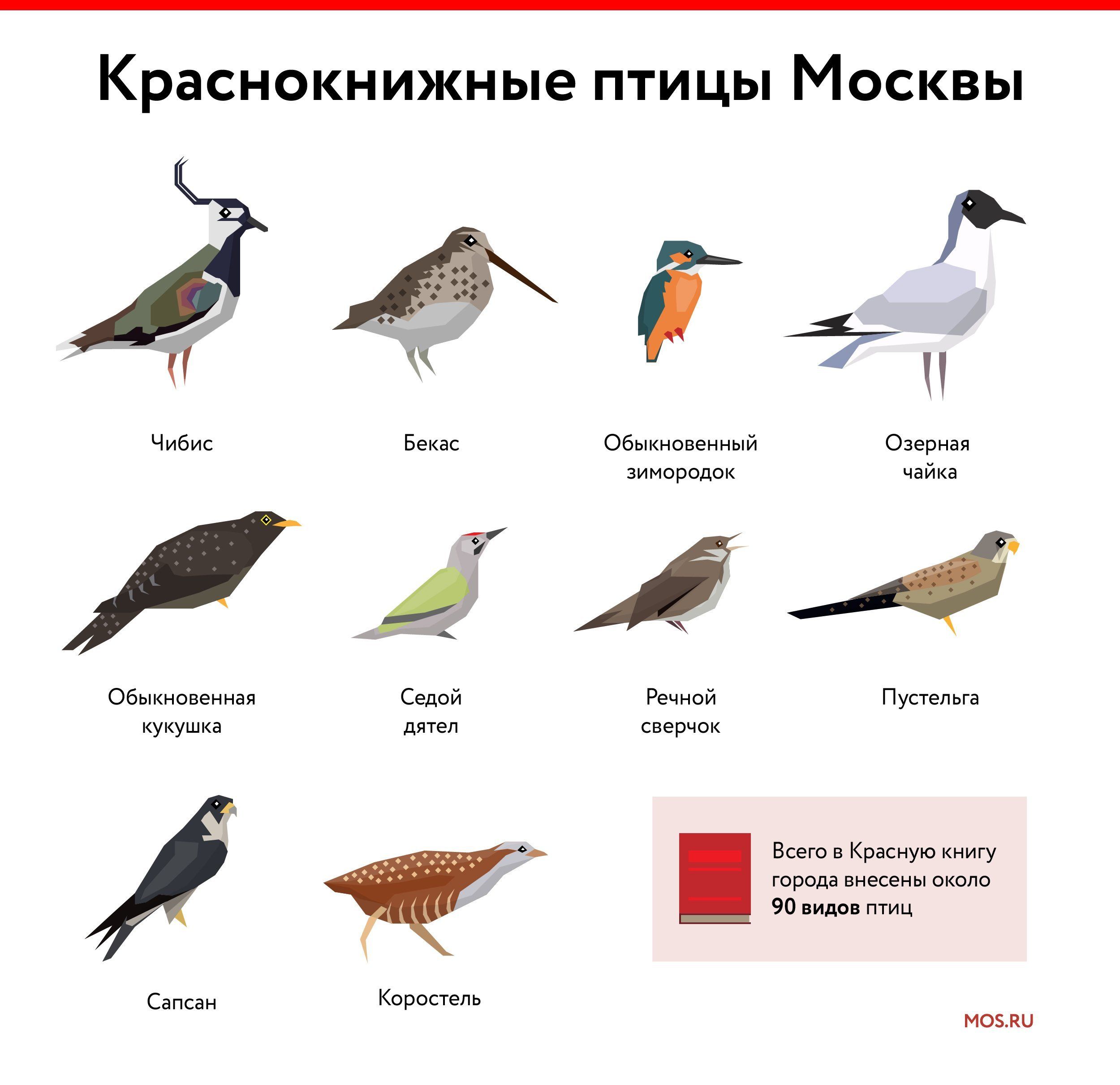 В Терлецком лесопарке появился выводок краснокнижного гоголя