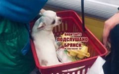 В Брянске собака вошла в продуктовый набор