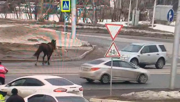 В Уфе лошадь сбежала с ипподрома во время скачек