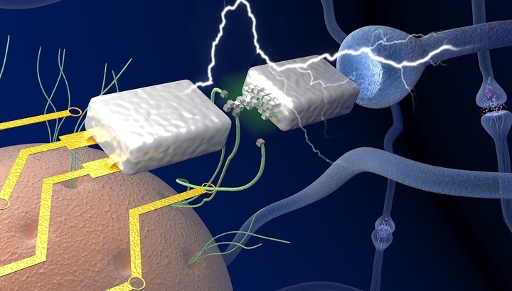 Создана белковая электроника, максимально похожая на мозг