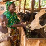 Heifer International присоединилась к Ассоциации Libra