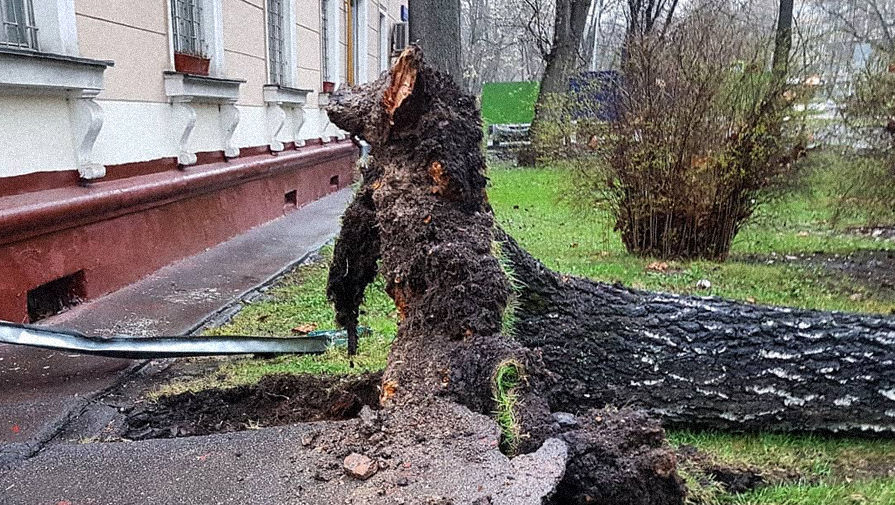 Попадавшие в Москве деревья повредили 11 машин