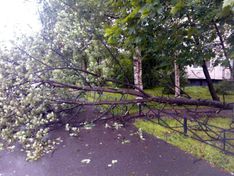 В центре Петербурга девушку «придавило» деревом