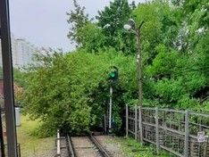 Упавшее дерево блокировало движение на Филевской линии метро (фото)