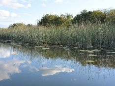 В Псковской области нашли тело пропавшей на днях трехлетней девочки