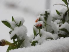 Петербуржцам обещают морозные выходные