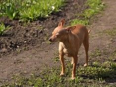 В Москве ротвейлер насмерть растерзал гулявшего с хозяйкой маленького тойтерьера