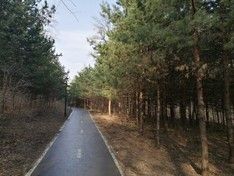 Петербургские депутаты просят открыть для прогулок крупные городские парки