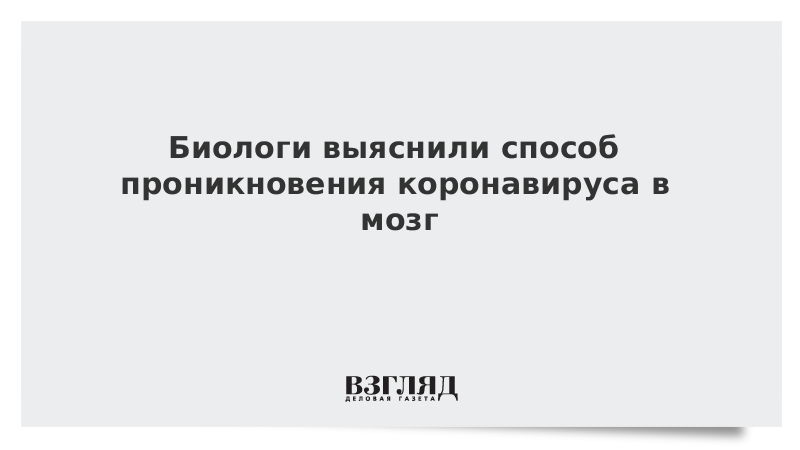 Биологи выяснили способ проникновения коронавируса в мозг