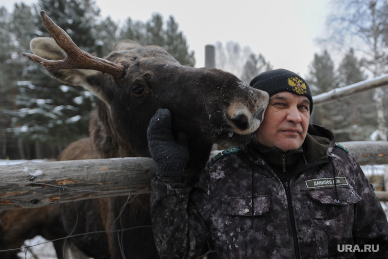 На Урале лосиха полтора километра гналась за снегоходом директора нацпарка. ВИДЕО