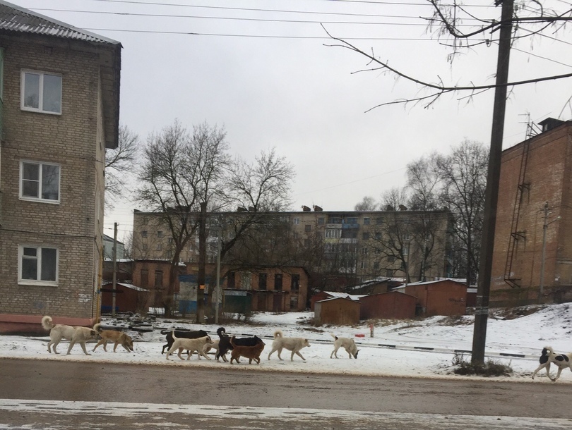 Стая собак кошмарит рославльчан. Администрация не видит в этом нарушений